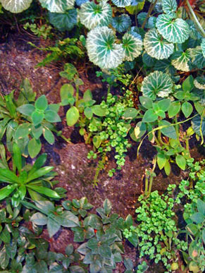 VERTICAL GARDEN 1