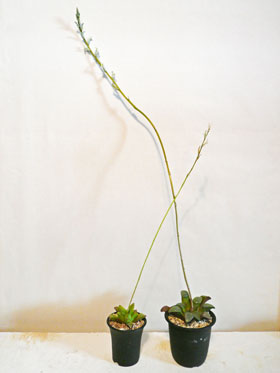 母妹・開花