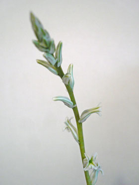 母・開花