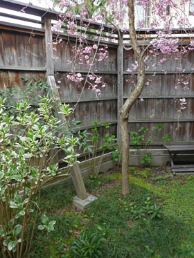 桜1