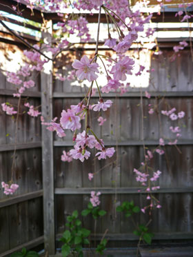 桜2