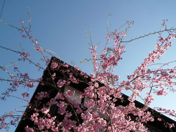 桜3