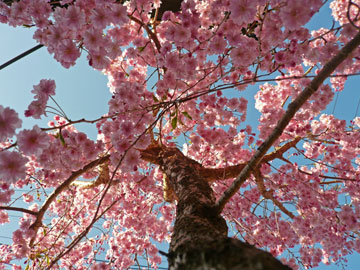 桜4