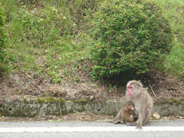 比叡山のサル親子