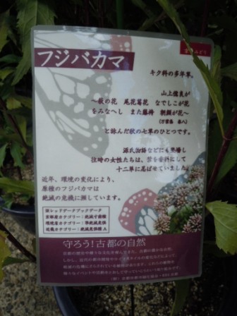 フジバカマ・タグ