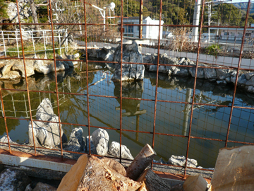 沢田・屋上池