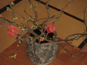 橦木館6