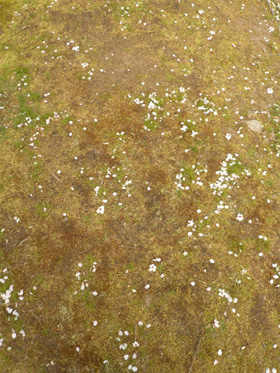 EARTH DAY1